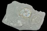 Iridescent Ammonite (Psiloceras) - England #130439-1